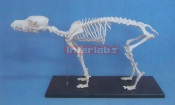 DOG SKELETON MODEL WITH PLASTIC STAND